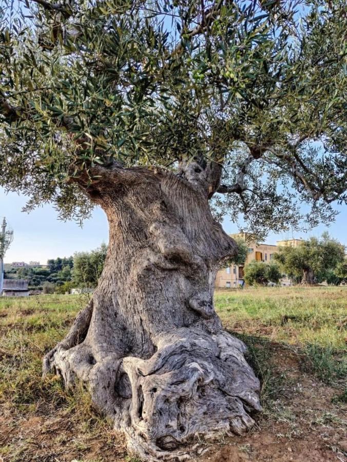 Dimora D'Errico - Monolocale Nel Centro Storico Διαμέρισμα Carovigno Εξωτερικό φωτογραφία